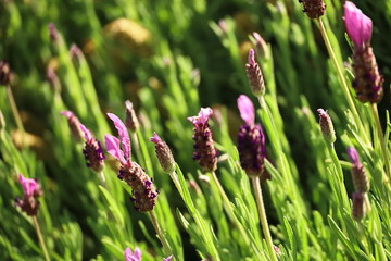 lavender flowers close up with green blurred background