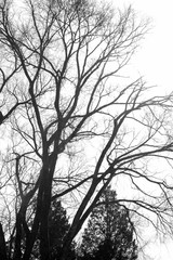 silhouette of a tree