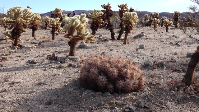 Cholla Cactus Garden at Joshua Tree National Park. Teddy bear cholla (Cylindropuntia bigelovii) and Echinocereus arizonicus. California