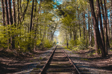 Obraz premium Railroad in the middle of the woods