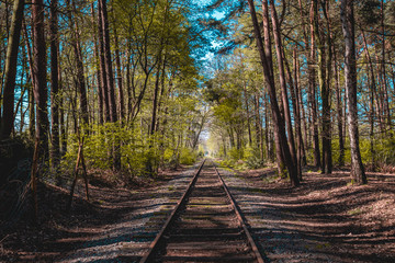 Obraz premium Railroad in the middle of the woods