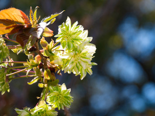 Green cherry blossom - Cerasus lannesiana ‘Gioiko’ - are start to bloom in Fukuoka city, JAPAN.