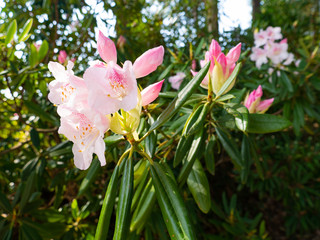 Flowers of rhododendron are start to bloom in Saga prefecture, JAPAN.