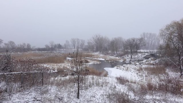 snowstorm in a forest during winter