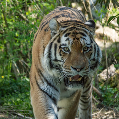 Fototapeta premium A large Siberian tiger walks towards me