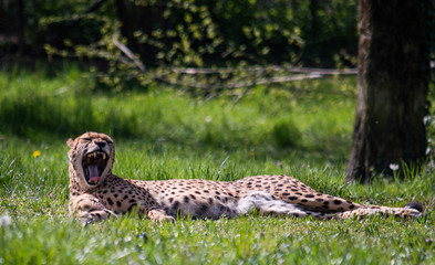Beautiful specimen of cheetah lying in a meadow in the sun