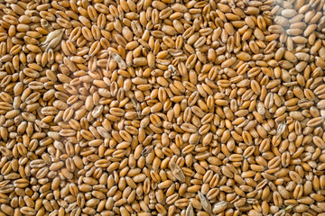 Wheat. Grains background, texture seen from above. corn Background. background from whole grains. groats texture. Uncooked, raw freekeh or firik, roasted wheat grain