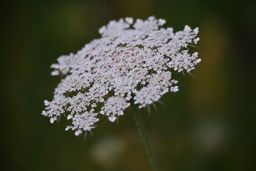 white wild flowers close up