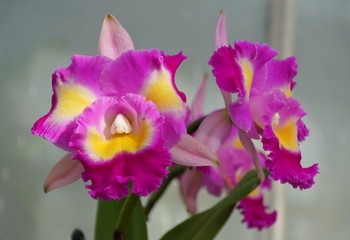 Fototapeta na wymiar Beautiful light purple and yellow cattleya orchid flowers