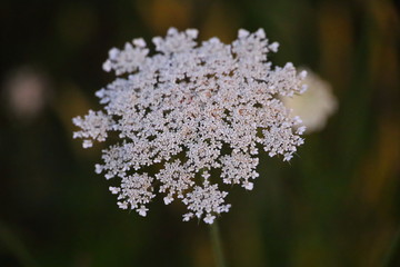 white wild flowers close up
