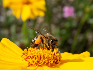 closeup bee pollinating yellow flower in beautiful garden