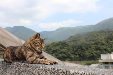 Fototapeta premium cat on rock