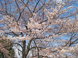 桜
