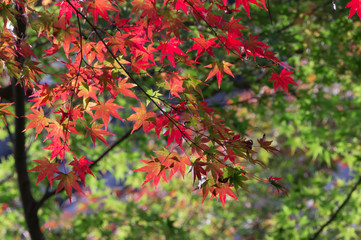 Autumn leaves of Bishamon-do, Yamashina-ku, Kyoto.