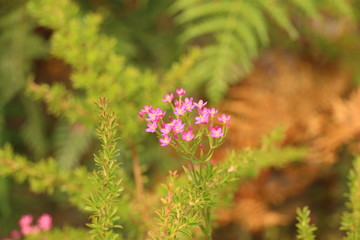 pink wild flowers in the nature