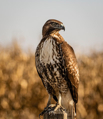 Hawk resting on post