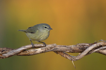Orange crowned warbler perched on a branch on my home backyard feeder