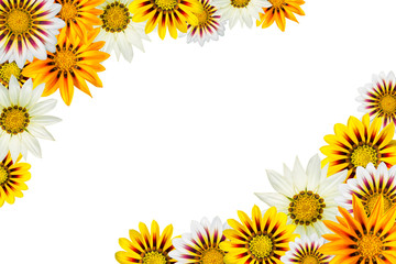 frame of colorful gazania flowers isolated on white background