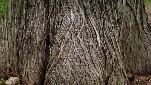 Detalhe belo tronco de &aacute;rvore