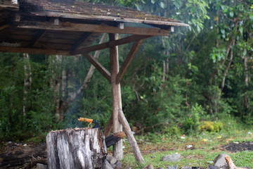 Parque alerce andino