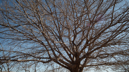 Large Tree With Dried Branches and No Leaves in Blue Sky