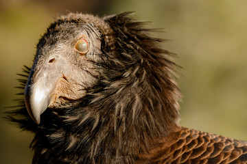 California Condor Blinking