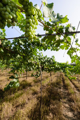 Grapes and grapevine at a vineyard in Brazil