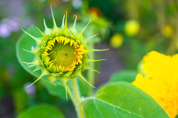Beautiful sunflower chilling in shadow