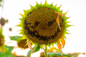 Crazy Sunflower smile