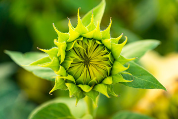 Growing Sunflower