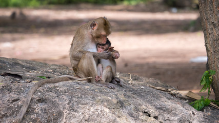 A mother monkey hugging on it's little monkey
