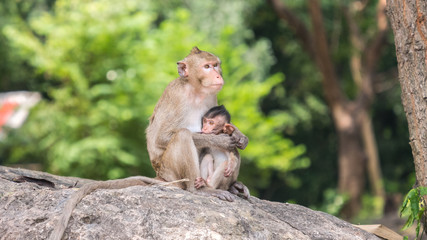 Mother monkey breastfeeding on it's little monkey