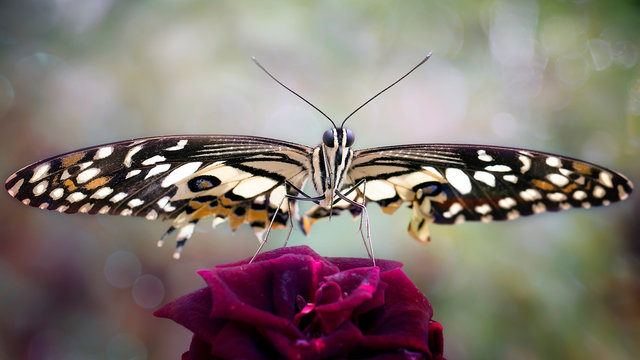 Amazing Beautiful Exotic Butterfly - Butterfly Photo Series
