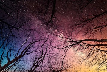 During winter the trees reach to the sky like veins running through the universe