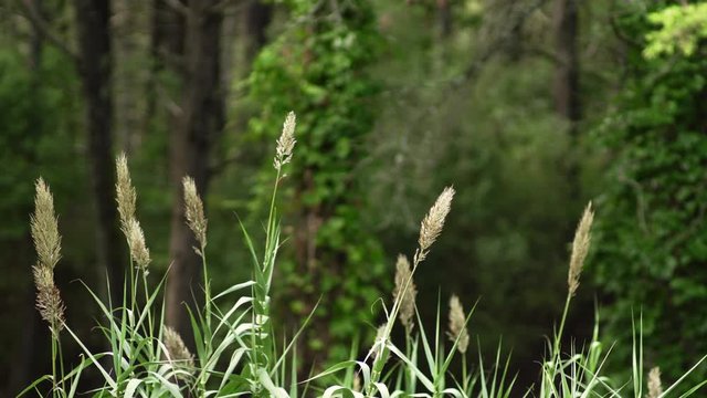 Trigo ou espelta com fundo de floresta