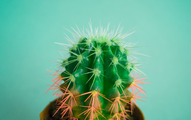 Cactus in a pot. Pink color.