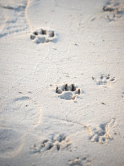 Paw Prints in the Sand in the Croatan National Forest
