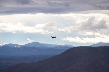 Fototapeta na wymiar Hawk Flying over Stone Mountain, North Carolina