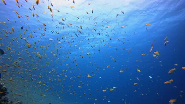 Blue Water background and Tropical Fish. Tropical blue sea water. Sea waves. Blue Water background. Tropical underwater seascape. Blue turquoise sea water waves. Underwater fish reef marine