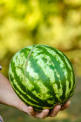 watermelon in the hands of a guy on nature in the park