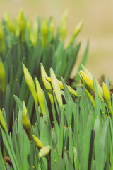 beautiful fresh spring daffodils in springtime