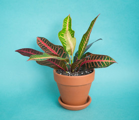 Fototapeta premium Succulent in a pot.