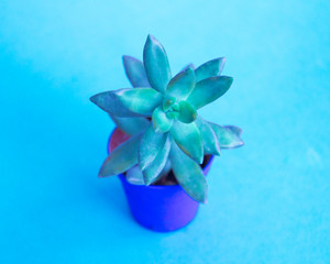 Succulent in a pot.