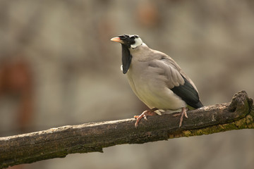 Wattled starling  (Creatophora cinerea).