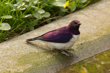 Amethyst Starling  (Cinnyricinclus leucogaster).