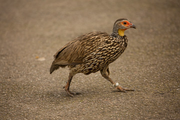 Yellow-necked spurfowl, yellow-necked francolin (Pternistis leucoscepus).