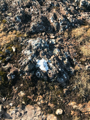 shells on the mountain