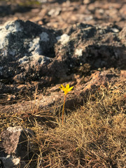 flowers on rock