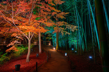 京都　北野天満宮　もみじ苑の紅葉　夜景
