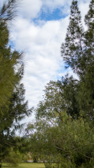 Fototapeta premium trees and bluClassic building with trees and a beautiful blue skye sky